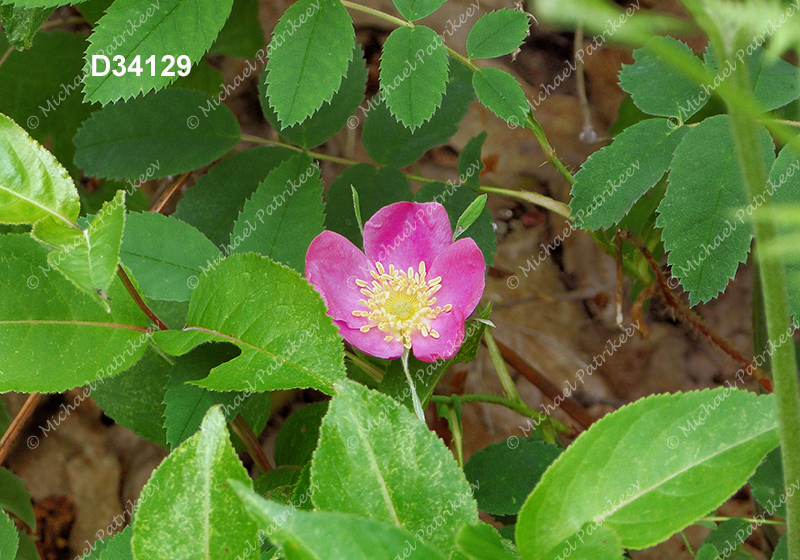 Prickly Rose (Rosa acicularis)